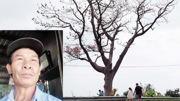 Cây thông cô đơn ở đèo Hải Vân do ai trồng ?