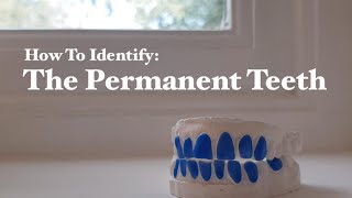 How To Pass Tooth ID Test (minimal effort) - King's College London (KCL) Dental School