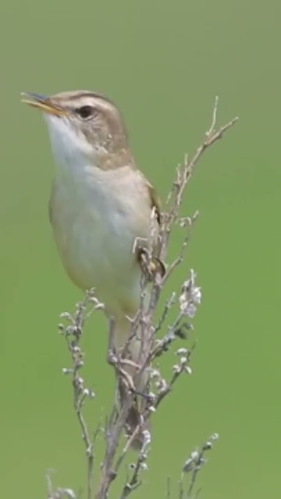 Kerak basi alis hitam/ Sinchan (Black broowed reed warbler ). by Barnes.