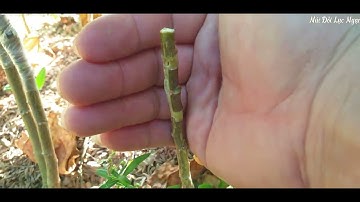 Chăm Sóc Cây Táo Vào Quả  - Vườn Táo Giống Đã Ghép l Núi Đồi Lục Ngạn