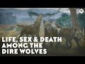 Life, Sex & Death Among the Dire Wolves