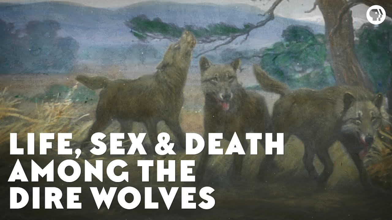 ⁣Life, Sex & Death Among the Dire Wolves