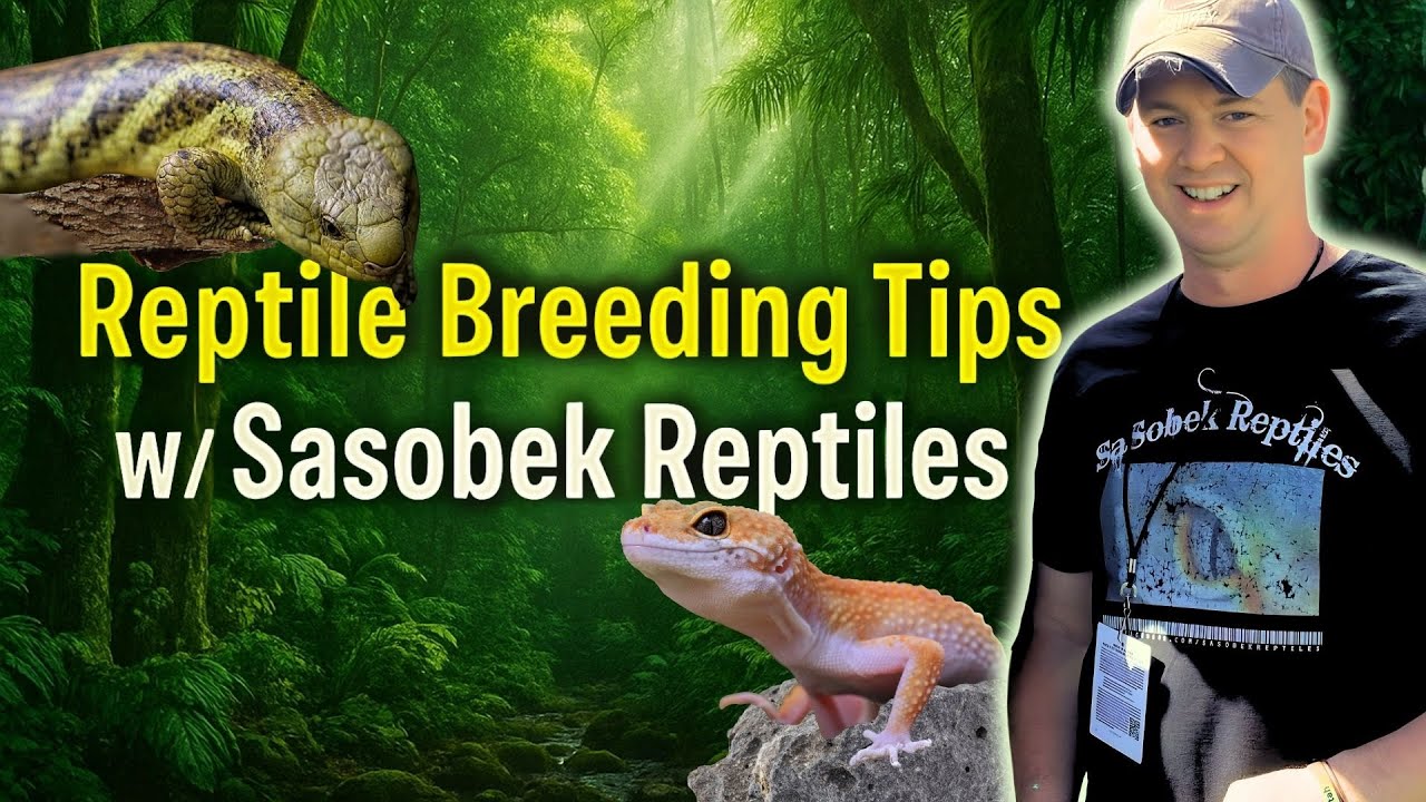 Мэтт Баронак из Sasobek Reptiles о разведении рептилий, содержании в зоопарке и многом другом | П...