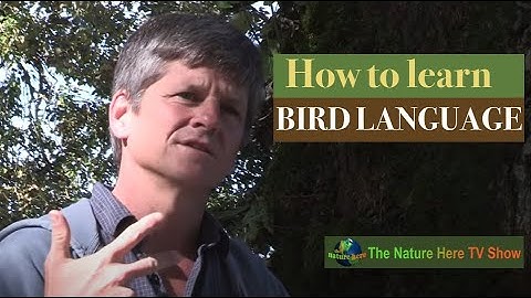 Birds Are Talking! Unlocking the Secrets of Bird Communication.Bird Language basics, facts, guide.