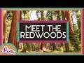 Meet the Redwoods: The World’s Tallest Trees