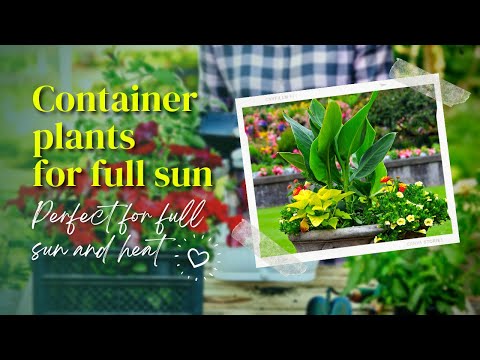 Video: Containerhavearbejde i varme: De bedste containerplanter til varme klimaer