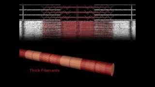 Muscle Contraction Overview Animation