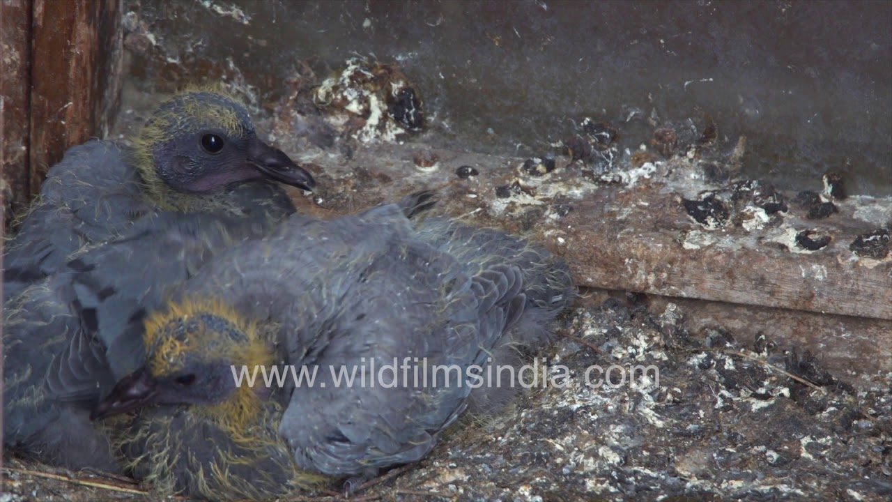 Rock Pigeon Chicks or squab inside wooden box - Feral pigeon breeding in urban Delhi