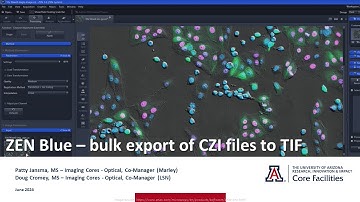 ZEN Blue - bulk export of CZI files to TIF files