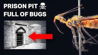 Why This Bug is a Warlords Favorite Insect