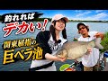 関東屈指の巨ベラ池に挑戦!噂通りのサイズが飛び出した...!