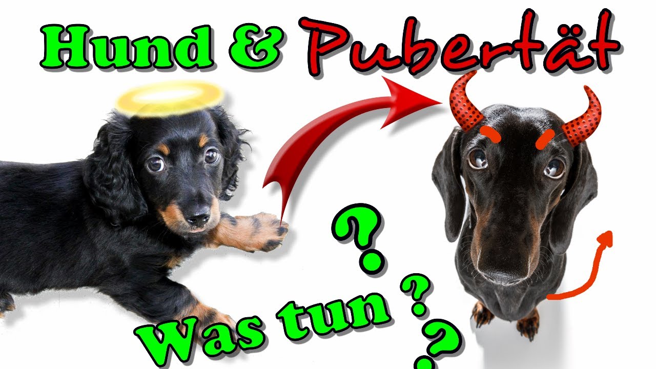 Hilfe Mein Hund Ist In Der Pubertät Gebraucht Mein Hund ist in der Pubertät - Was tun / Hundeerziehung / Nature