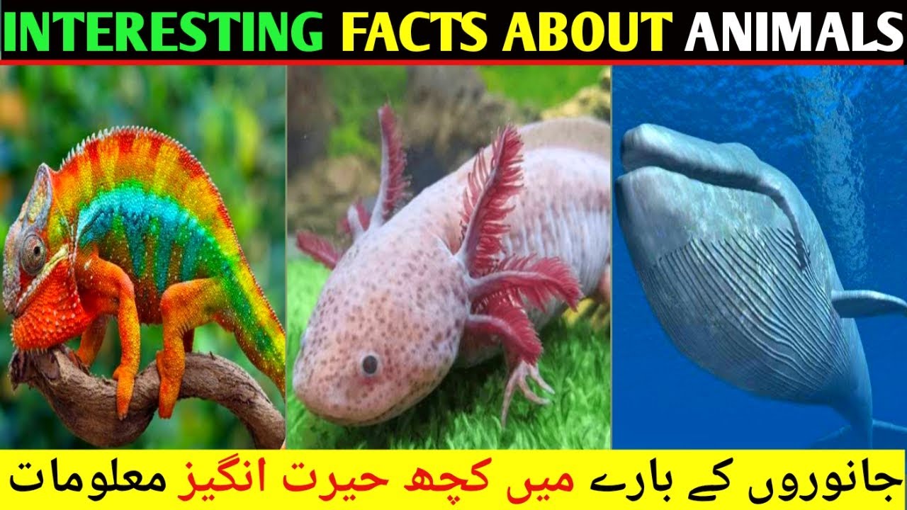 Interesting Facts About Animals | Knowledge about wild animals | Amazon ...