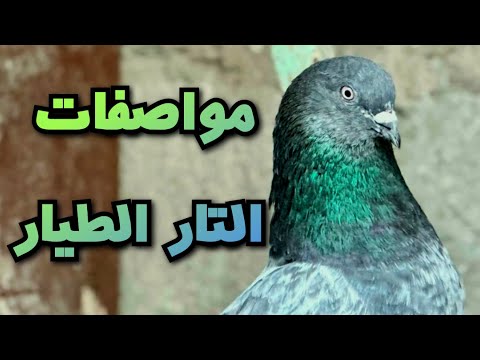 مواصفات الطير الطيار
