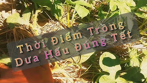 thời điểm trồng dưa hấu đúng tết, Huỳnh Thuỷ Tinh Vlog