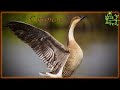 Голоса птиц Как поет Сухонос (Anser cygnoides)