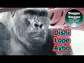 Gorilla lope et aybo apprennent ltiquette alimentaire du mle dominant silverback dishi