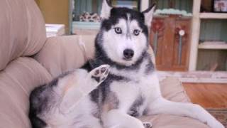 Mishka the Talking Husky says 'Good Morning'!