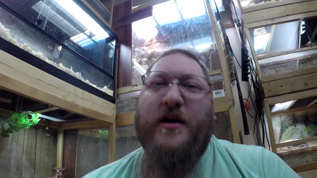Reptile Room Update December 2016 - YouTube