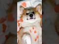 🥰 Love is …. #corgi #life #love #shorts