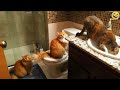 Funny animalss funniest cats and dogs 2024