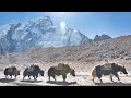 Exploring the land of sherpas  life under mount everest in 4k