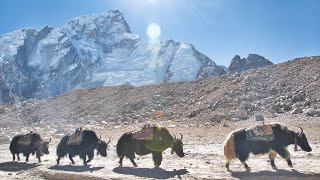 Exploring the Land of Sherpas  Life Under Mount Everest in 4K