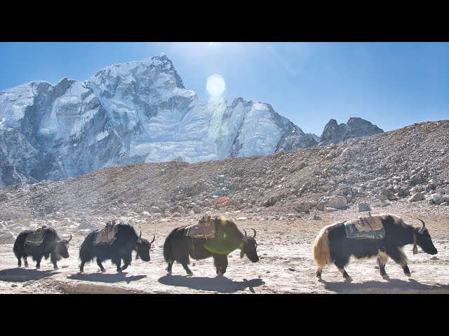Exploring the Land of Sherpas - Life Under Mount Everest in 4K class=