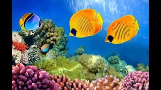 🔴 deep sleep music 247 relaxing music meditation music sleeping music peaceful sleep