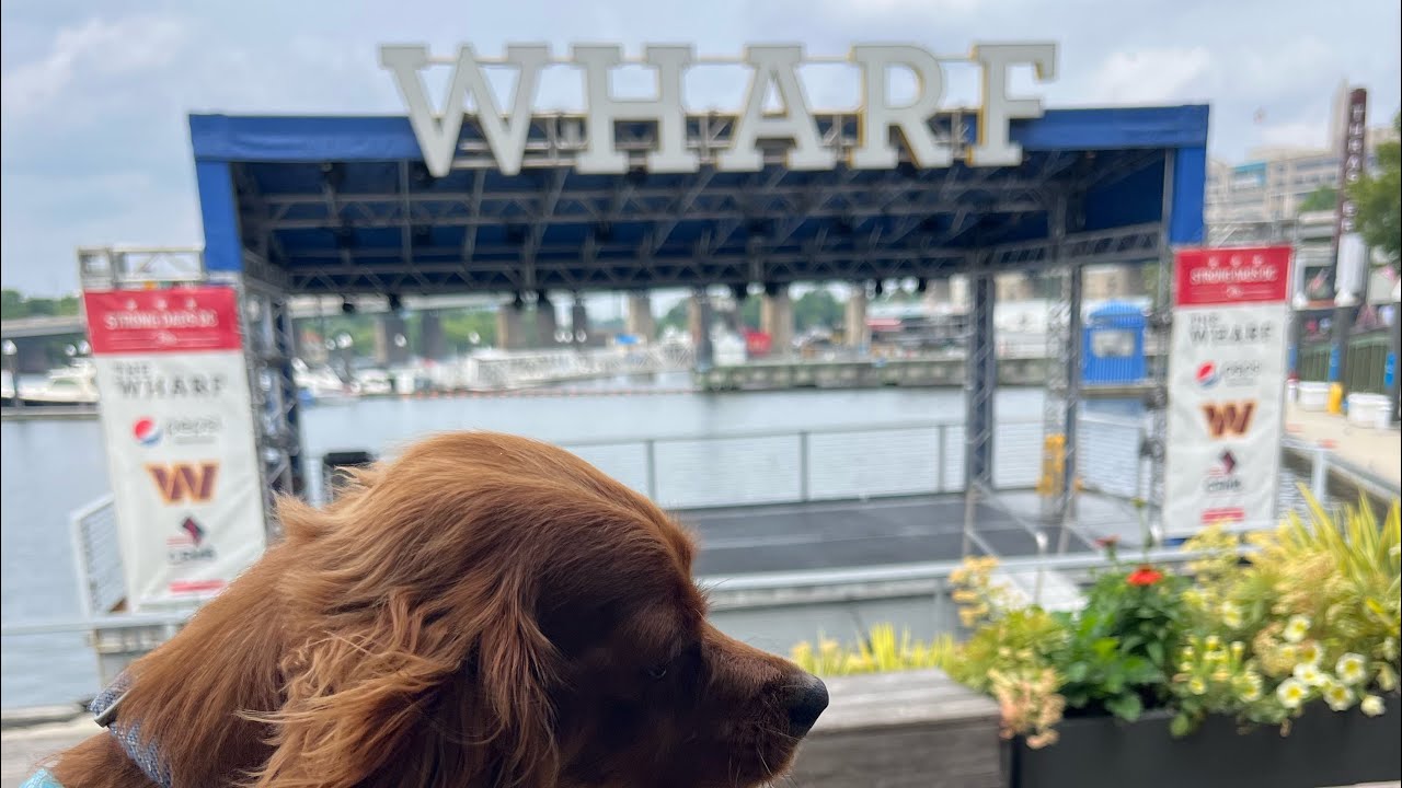 Which leash is right for you? A review of the Kurgo 6in1 Quantum