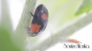 Ladybug eating aphid. Божья коровка ест тлю(Macro by Nikon D5100., 2016-05-24T16:15:05.000Z)