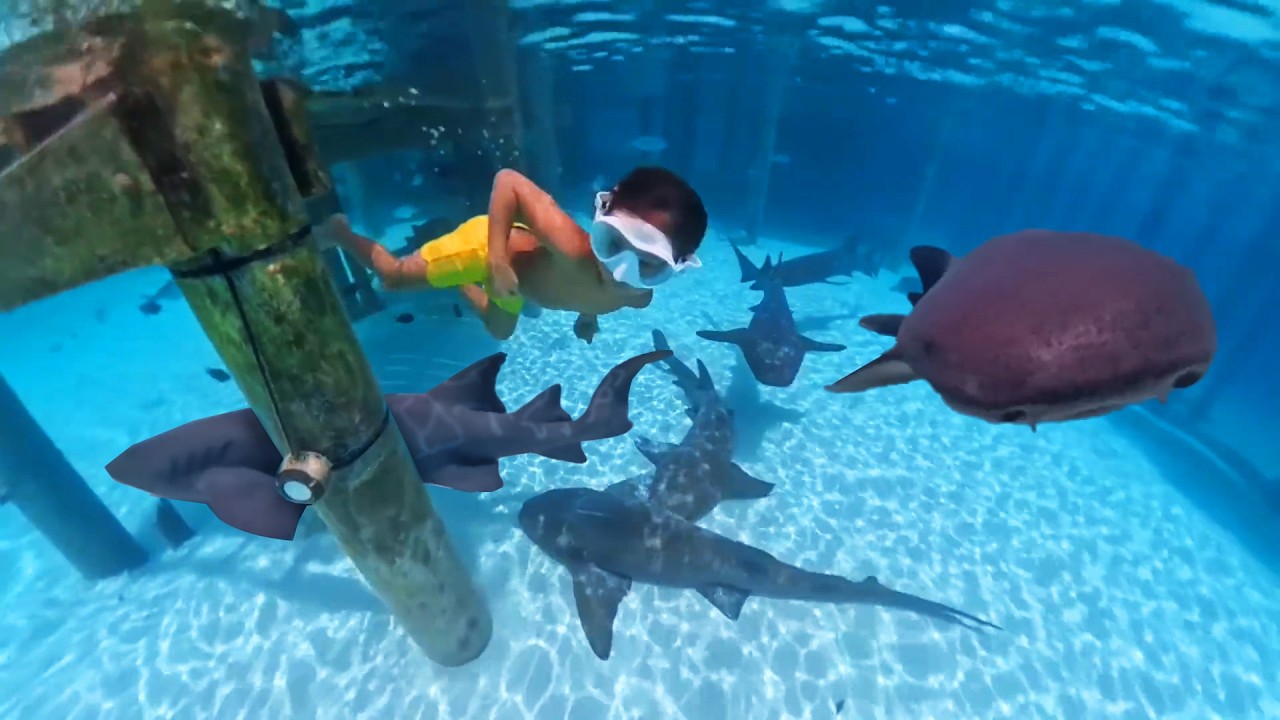 “Swimming with Sharks in the Bahamas: A Kids’ Adventure! Filmed with Insta360 X5. #TeamWater” – Video