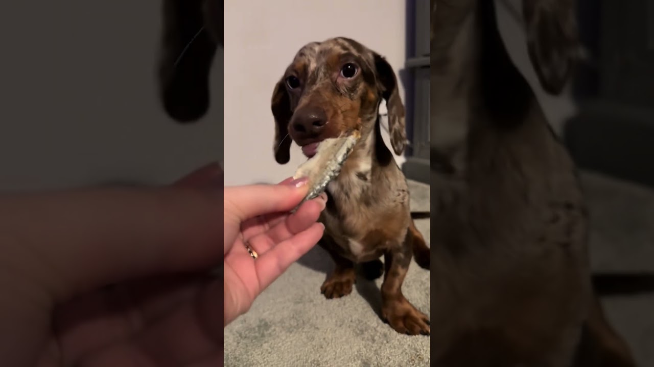 Plutos the next ASMR star 