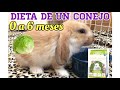 DIETA DE UN CONEJO  0-6 MESES