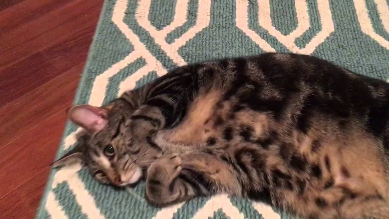 POV experience of rubbing your face on my cat's belly. YouTube