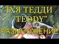 ТУЯ ТЕДДИ (TEDDY) - РАЗМНОЖЕНИЕ.