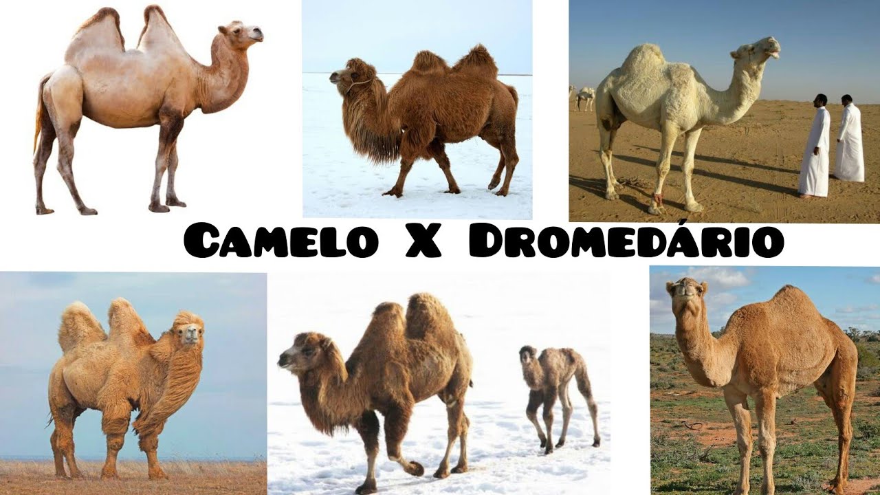 Camelo X Dromedário * Diferenças e Semelhanças🐪🐫, image size:1280x720