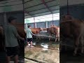 Kandang bersih sapi sehat sapiviral sapisuper kandangsapi shorts MP3