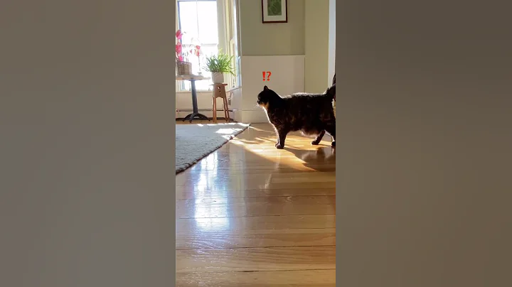 Watch the video about Cat funny video 20/10 #shorts