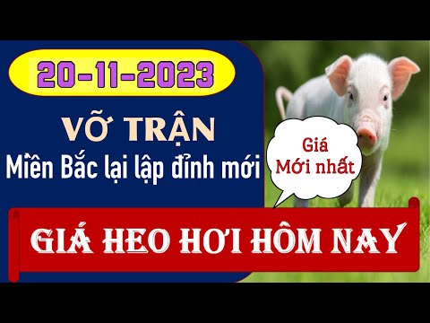 Giá lợn hơi hôm nay ngày 20/11/2023 – Phía Bắc giá cao nhất cả nước