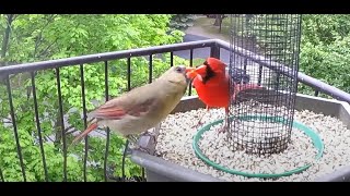 Cardinals Kissing