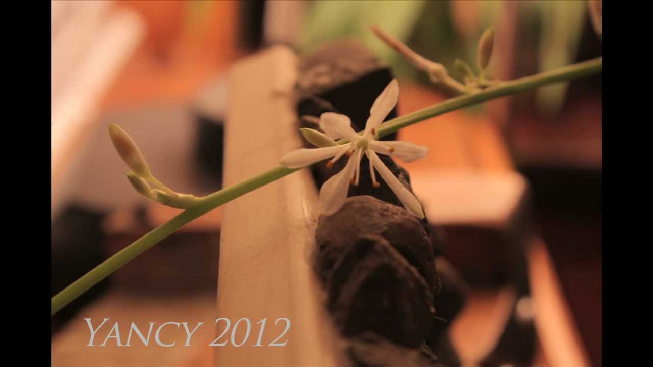 Spider Plant Blossom Time Lapse