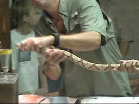 video phone beyonce mp3 Reptile Discovery Center
