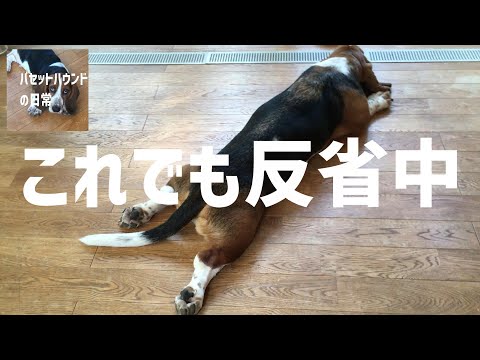 犯人はキミです ゆるだるバセットハウンドクッション崩壊(飼い主泣)
