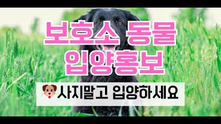 보호소 동물 입양홍보(5월20일, 개)