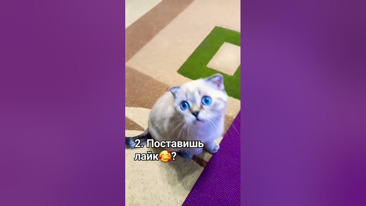 Я тебе нравлюсь? если да ... Я тоже вас очень сильно люблю 😍 ️ #муся # ...