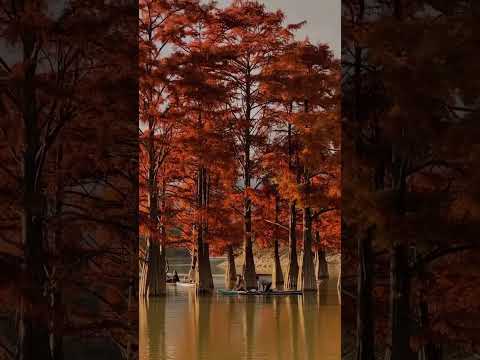 Video: Cypress lake in Anapa