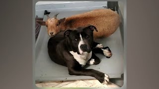 SO CUTE! 'Unlikely' goat, dog duo live as inseparable besties at animal shelter