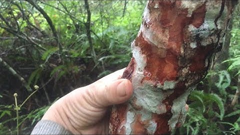 TÌM THẤY RỪNG SIM TÍM CỔ THỤ