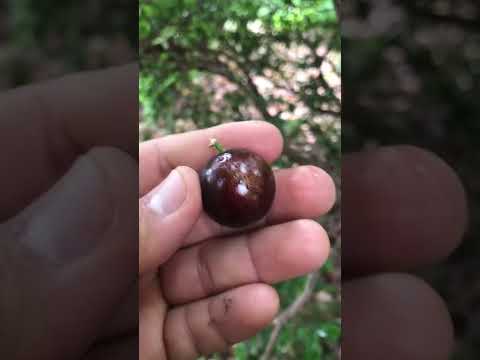 Video: Jaboticaba Tree Info - Wie man Jaboticaba-Obstbäume anbaut